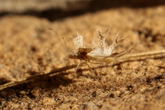 Pephricus