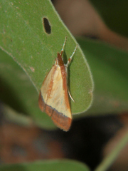 Pseudonoorda rubricostalis