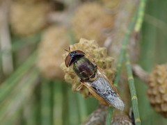 Odontomyia decipiens