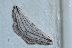 Scopula opicata