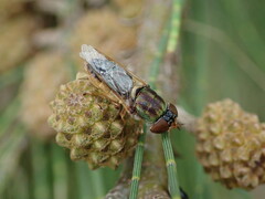 Odontomyia decipiens