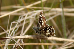 Ernsta dromus