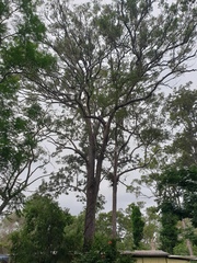 Corymbia intermedia