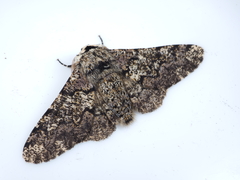 Biston robustum robustum