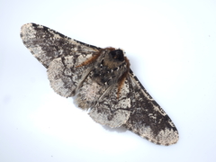 Biston robustum robustum