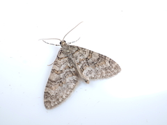 Trichopteryx fastuosa