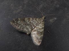 Trichopteryx fastuosa