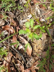 Sphaeromorphaea australis