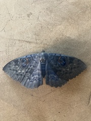 Erebus walkeri