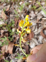 Listia bainesii