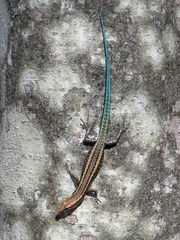 Cryptoblepharus egeriae