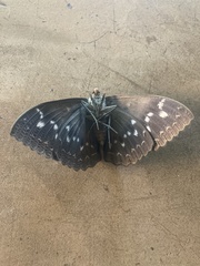 Erebus walkeri