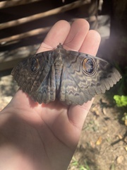 Erebus walkeri