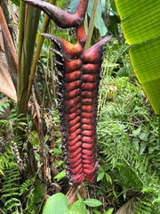 Heliconia mariae