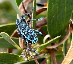 Chrysolopus spectabilis