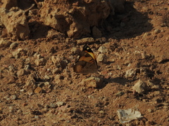 Junonia hierta
