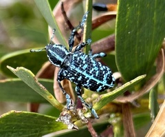 Chrysolopus spectabilis