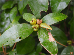 Croton cascarilloides