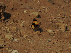 Junonia hierta
