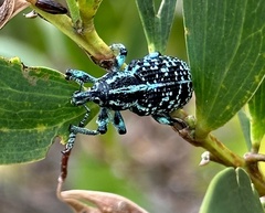 Chrysolopus spectabilis