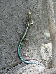 Cryptoblepharus egeriae