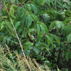 Zosterops erythropleurus