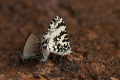 Uranothauma antinorii