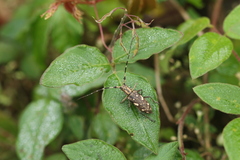 Paraleprodera laosensis
