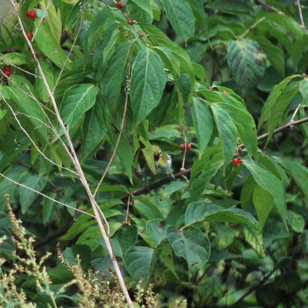 Chestnut-flanked White-eye