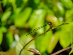 Prodasineura collaris