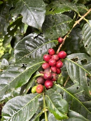Coffea arabica image