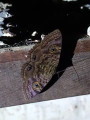 Speiredonia spectans