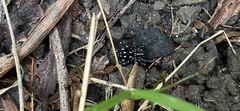 Nyssus albopunctatus