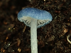 Leptonia