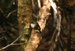 Eopsaltria flaviventris