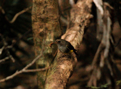 Eopsaltria flaviventris