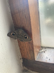 Calliodes pretiosissima