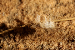 Pephricus