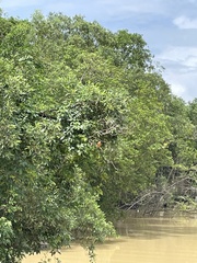 Pelargopsis capensis