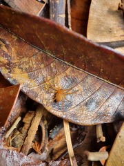 Olios