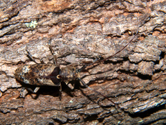 Monochamus adamitus