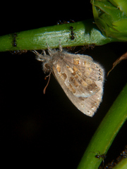 Lachnocnema bibulus