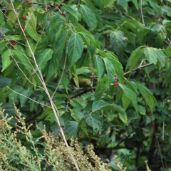 Zosterops erythropleurus