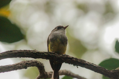 Eopsaltria flaviventris