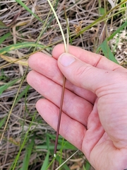 Juncus sarophorus