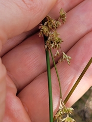 Juncus sarophorus