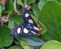 Alypia octomaculata