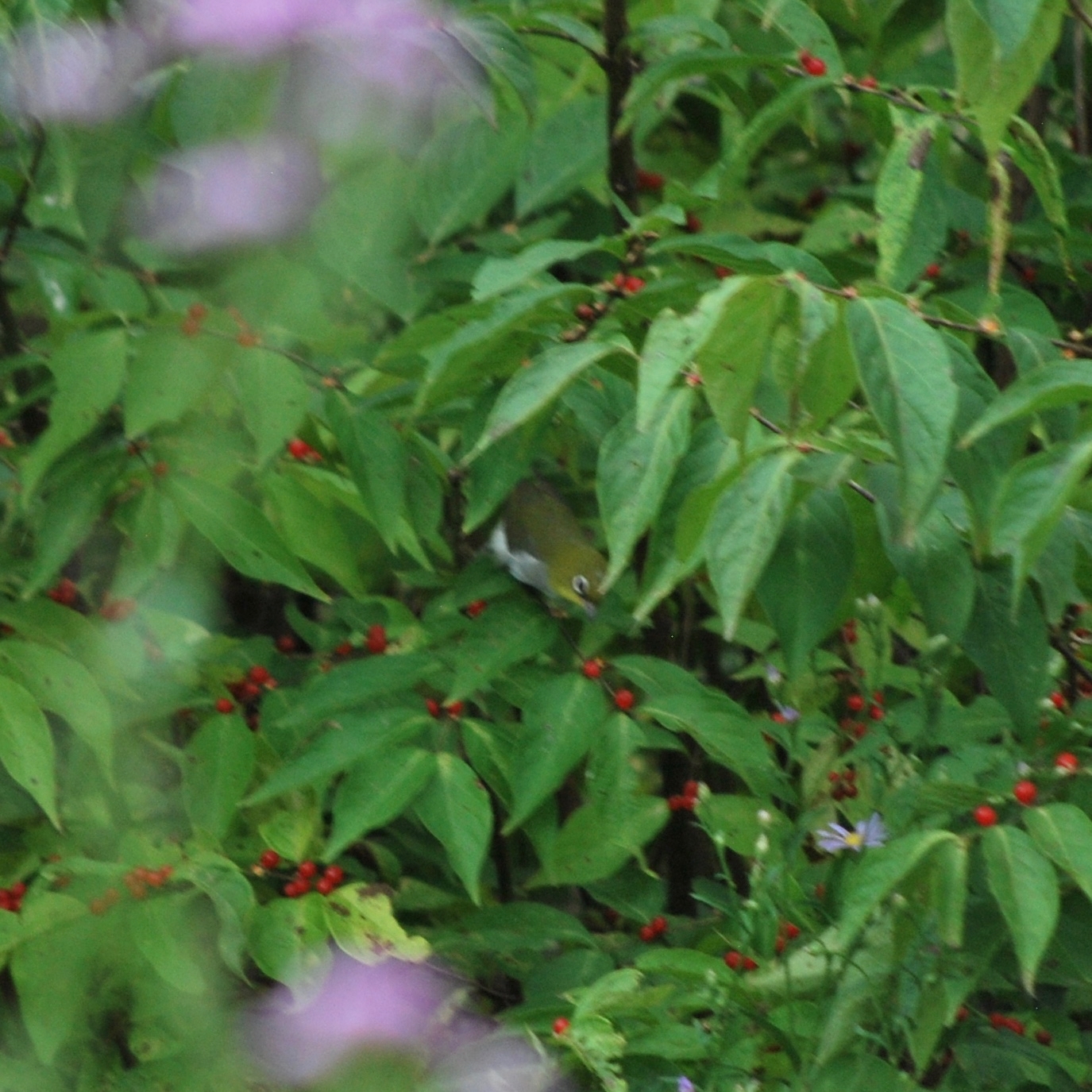 Chestnut-flanked White-eye