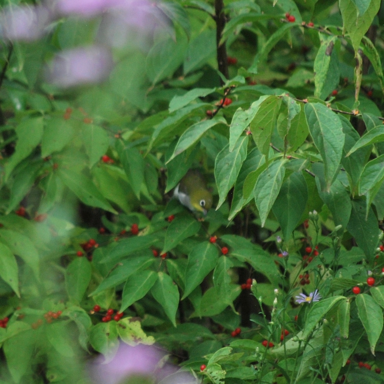 Chestnut-flanked White-eye