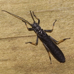 Austroperla cyrene